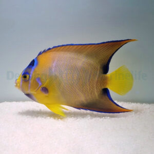 Holacanthus ciliaris XL