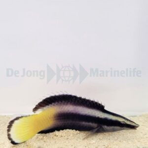 Labroides bicolor M
