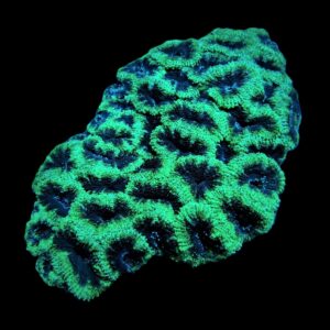 Acanthastrea lordhowensis (Green) XXL