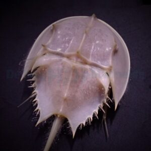 Limulus polyphemus S