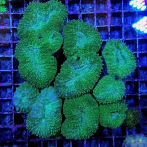 Lobophyllia spp. (Green) XL