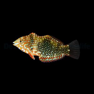 Macropharyngodon ornatus