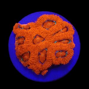 Micromussa amakusensis (frag)