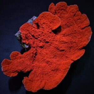 Montipora spp. (Laminar) (Orange-Red) XL