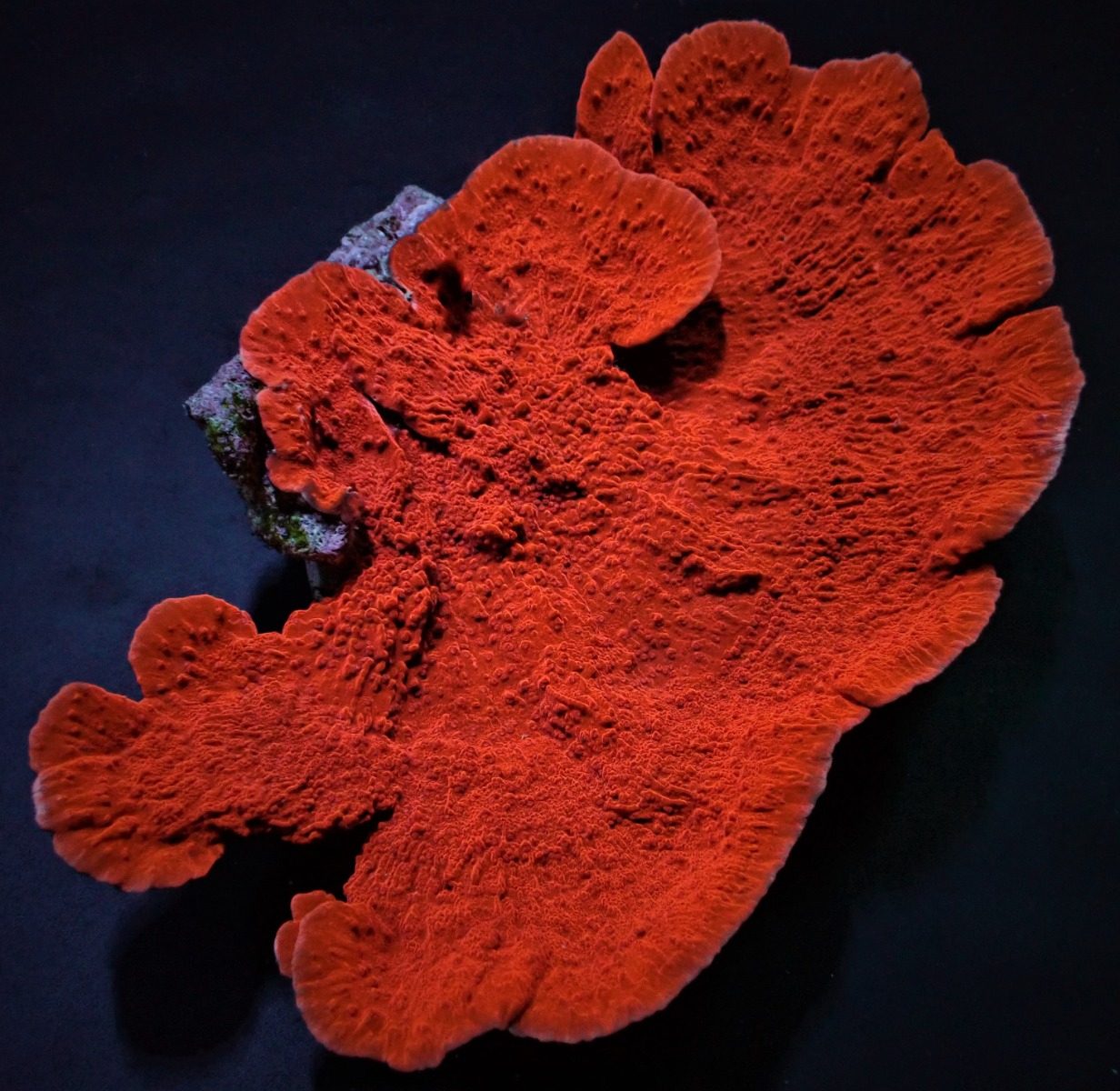Montipora spp. (Laminar) (Orange-Red) XL