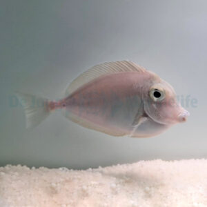 Naso unicornis L