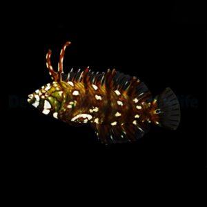 Novaculichthys taeniourus M