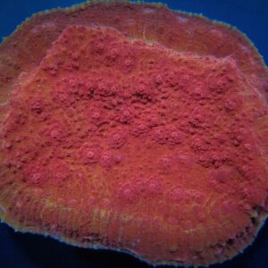 Oxypora spp. (Premium) L