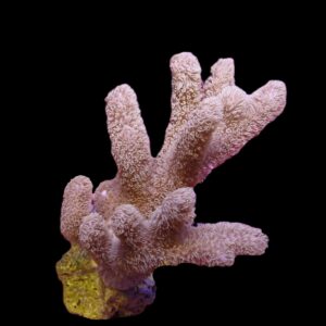 Sinularia mollis L