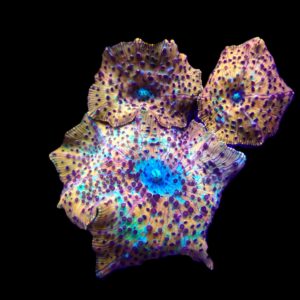 Discosoma spp. (Special Selected) (Ultra) M