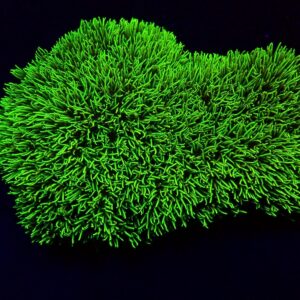 Pachyclavularia violacea (Green) (Grade A) S