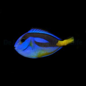 Paracanthurus hepatus (yellow belly) S