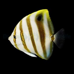 Parachaetodon ocellatus S