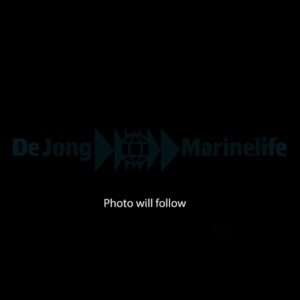 Amphiprion bicinctus - DJM Bred