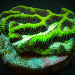 Platygyra spp. (Premium) (frag)