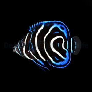 Pomacanthus semicirculatus M