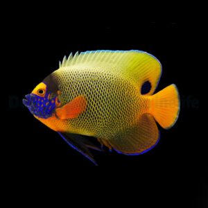 Pomacanthus xanthometopon (Adult) L