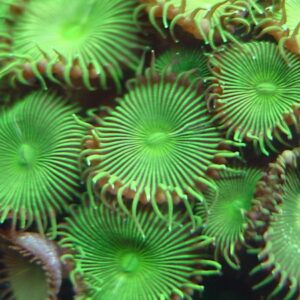 Protopalythoa spp. (Green) (Grade A) XL