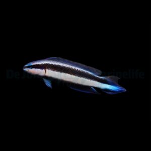 Pseudochromis indigo (Electric) – DJM Bred