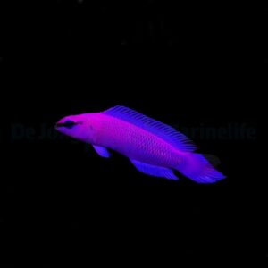 Pseudochromis fridmani – DJM Bred