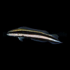 Pseudochromis sankeyi - DJM Bred