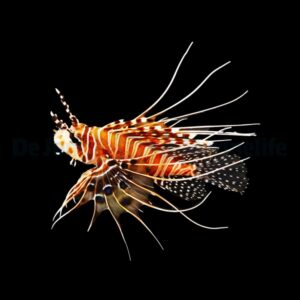Pterois antennata M