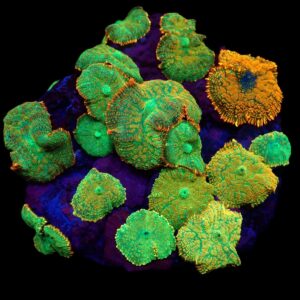 Rhodactis inchoata (Orange) M