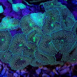 Ricordea florida (Green-Blue) (per ear)