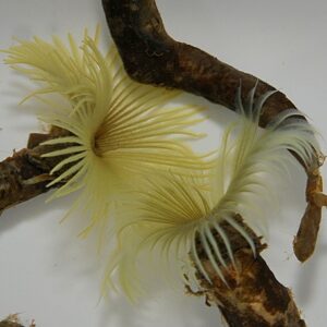 Sabellastarte spp. (Yellow)