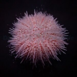 Salmacis spp. (Pink Lady)