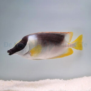 Siganus magnificus M