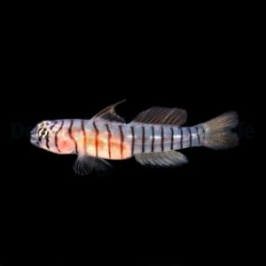 Tigrigobius macrodon - DJM Bred