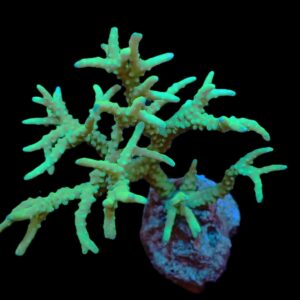 Anacropora spp. (Yellow-Green)