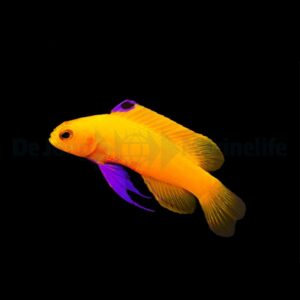 Gramma dejongi (2,5-3 cm) – DJM Bred
