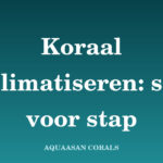 koraal acclimatiseren - Aquaasan Corals