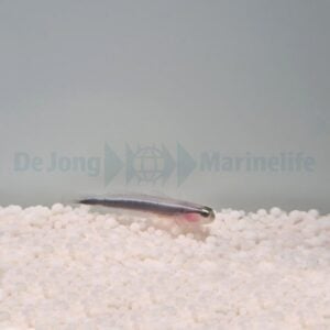 Elacatinus lori