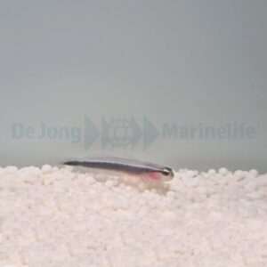 Elacatinus lori