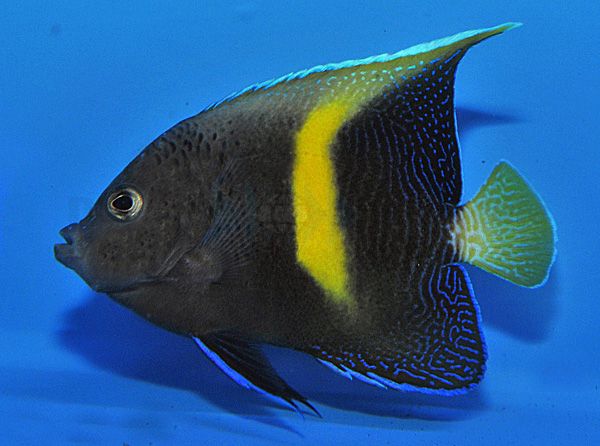 Pomacanthus maculosus – T.B. S