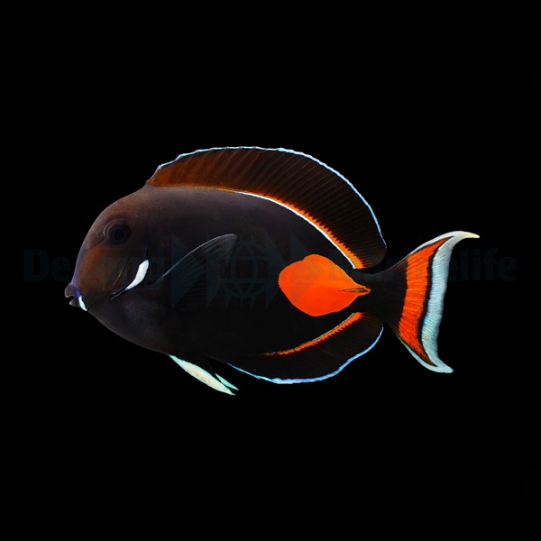 Acanthurus achilles M