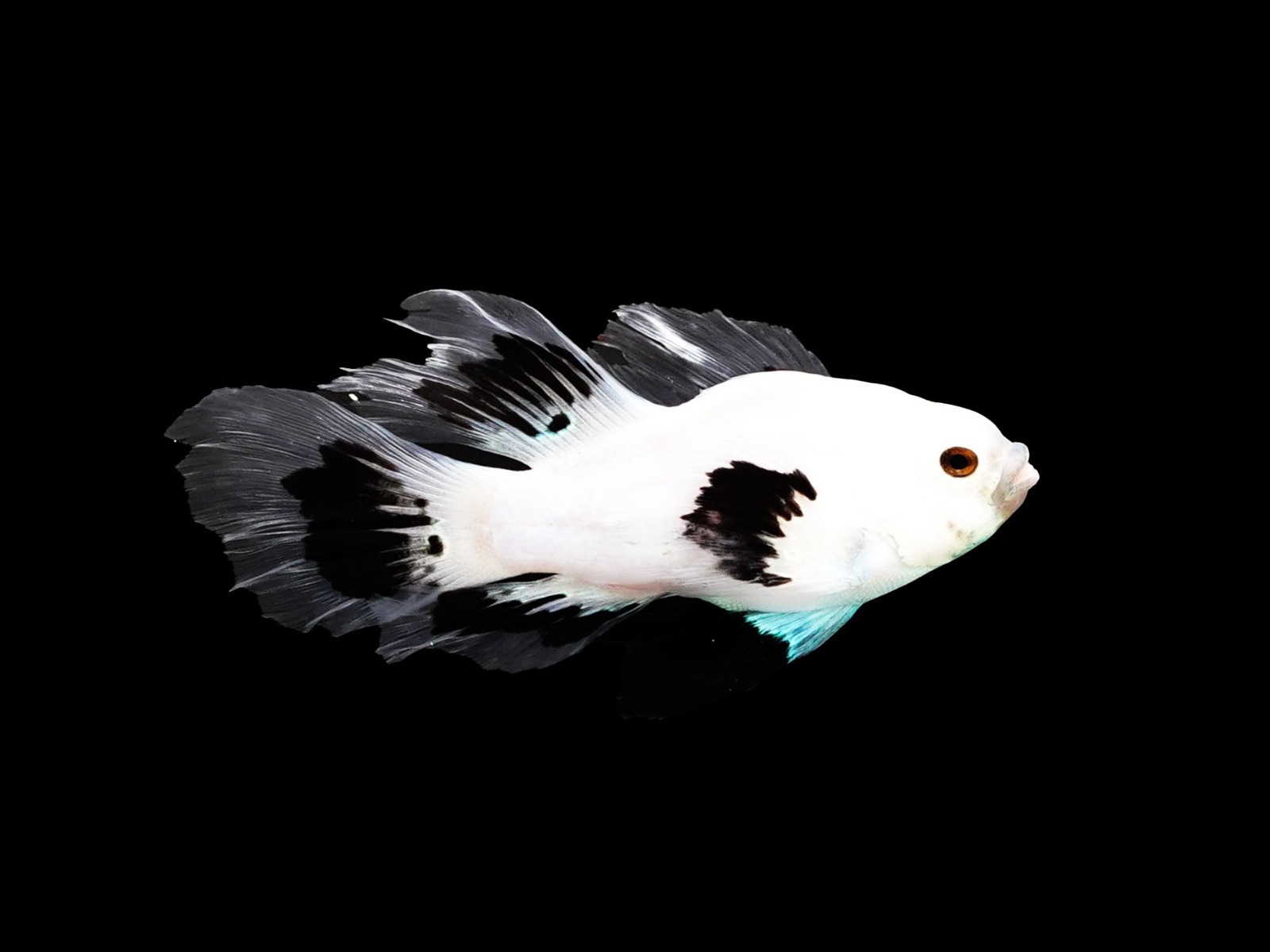 Amphiprion ocellaris (Longfin Snow Storm) 3 – 79e