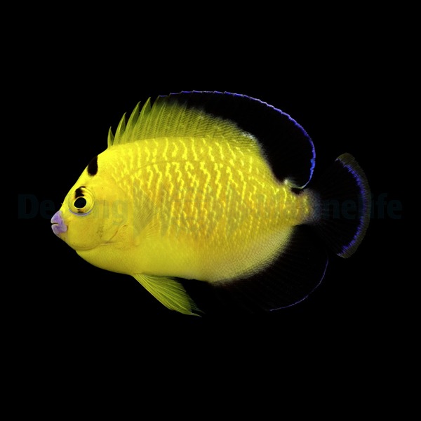Apolemichthys xanthopunctatus – T.B.