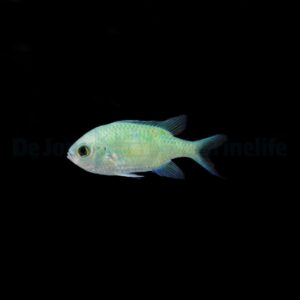 Chromis viridis (XL)