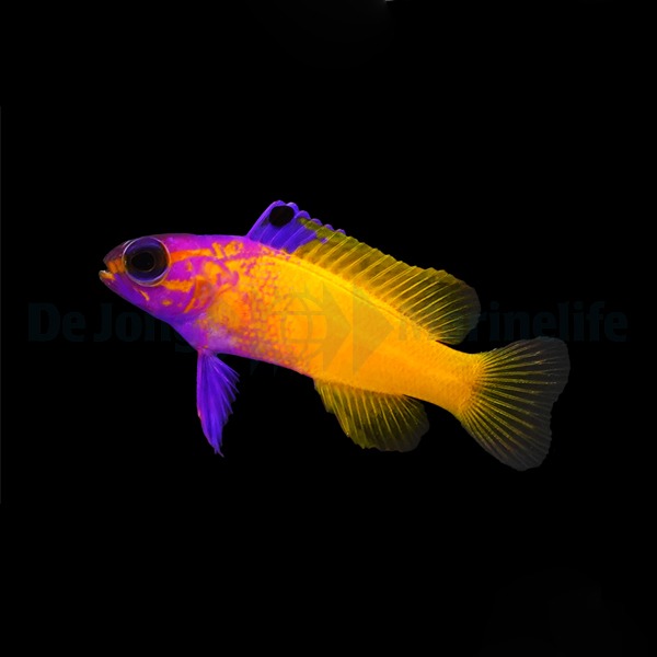 Gramma dejongi X loreto (Hybrid) – DJM Bred