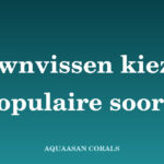 clownvis kopen - Aquaasan Corals