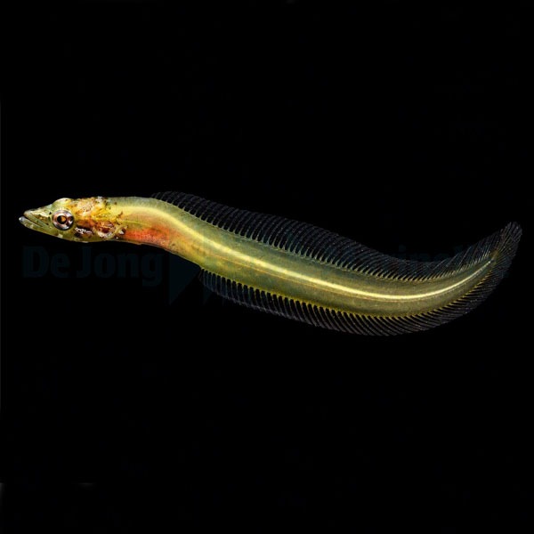 Congrogradus subducens – DJM Bred