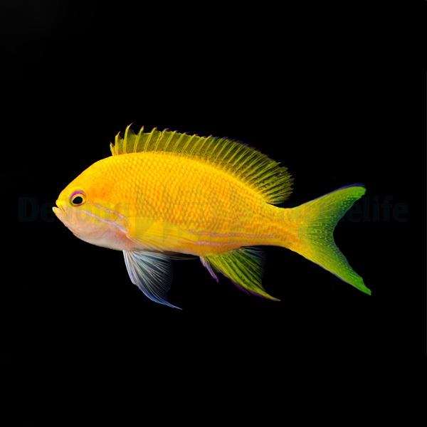 Pseudanthias pleurotaenia – T.B.